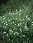 Helichrysum panduratum var. transvaalense