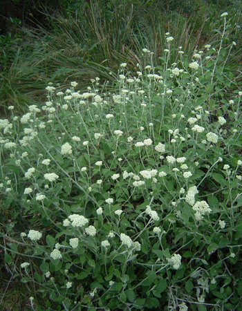 Helichrysum panduratum var. transvaalense