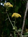 Helichrysum panduratum var. transvaalense