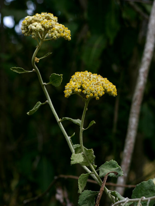 Helichrysum panduratum var. transvaalense