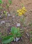 Helichrysum nudifolium var. pilosellum