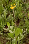 Helichrysum nudifolium var. pilosellum