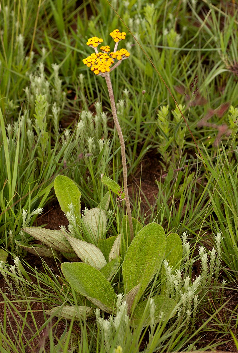Helichrysum nudifolium var. pilosellum