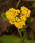 Helichrysum nudifolium var. pilosellum