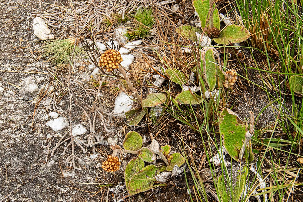 Helichrysum nudifolium var. pilosellum