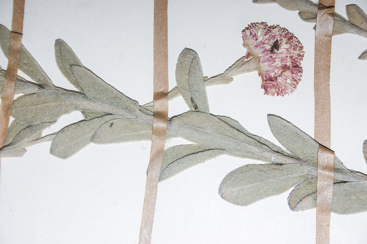 Helichrysum rhodellum