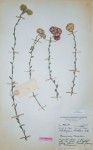 Helichrysum rhodellum