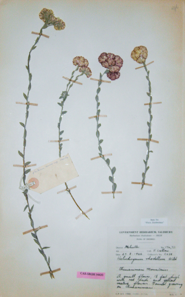 Helichrysum rhodellum