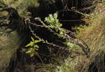 Helichrysum rhodellum