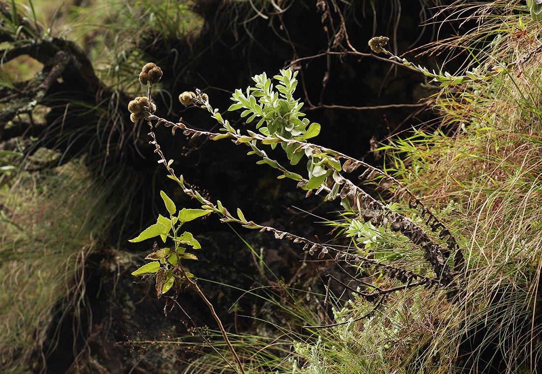Helichrysum rhodellum