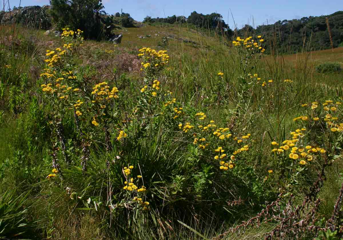 Helichrysum setosum