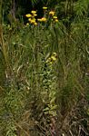 Helichrysum setosum