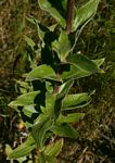 Helichrysum setosum