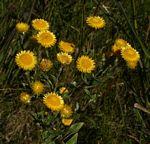 Helichrysum setosum