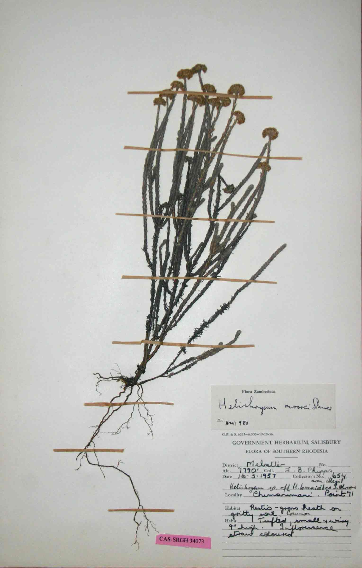 Helichrysum moorei