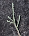 Helichrysum moorei