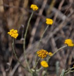 Helichrysum moorei