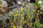 Helichrysum moorei