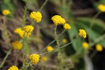 Helichrysum moorei