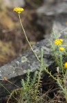 Helichrysum moorei