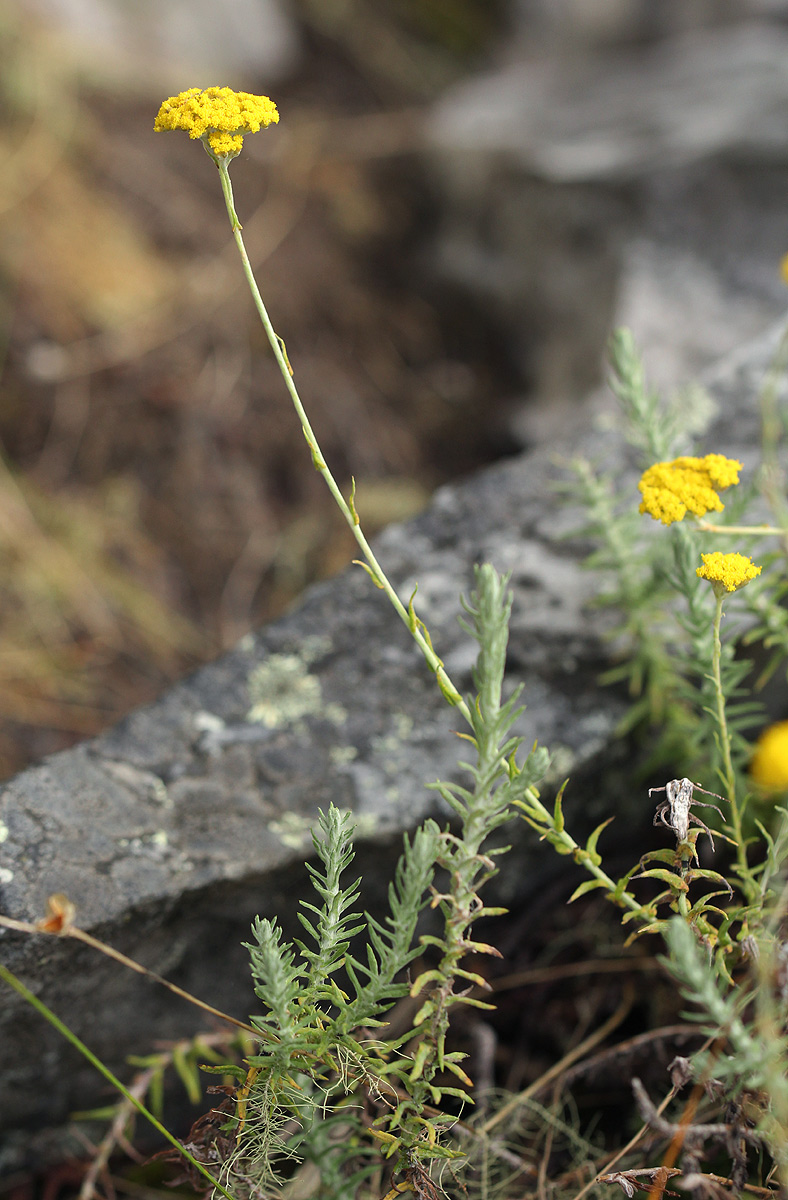Helichrysum moorei