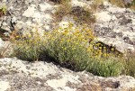 Helichrysum moorei
