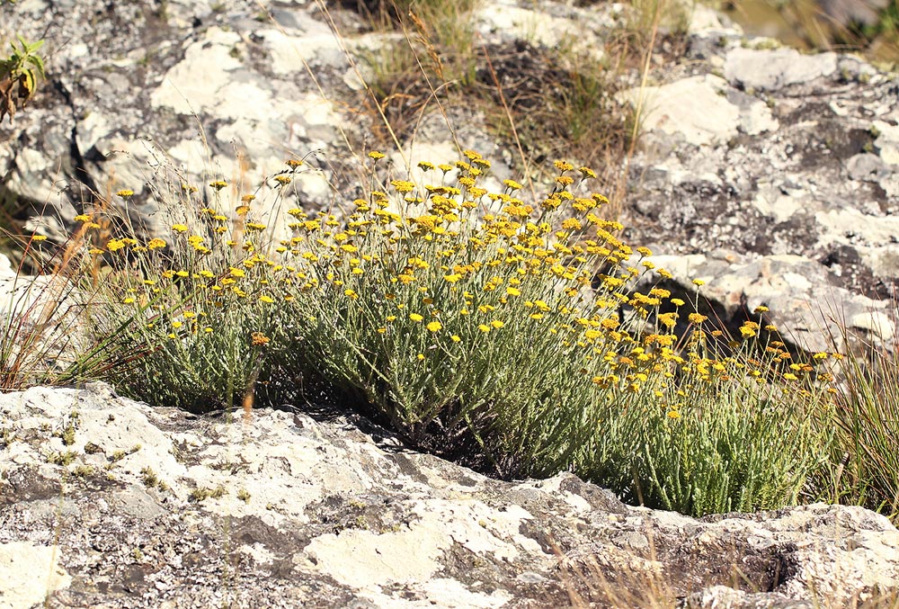 Helichrysum moorei