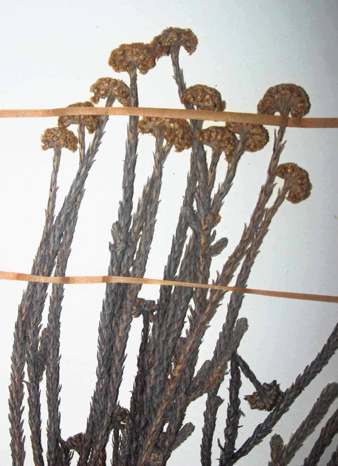 Helichrysum moorei