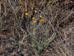 Helichrysum moorei