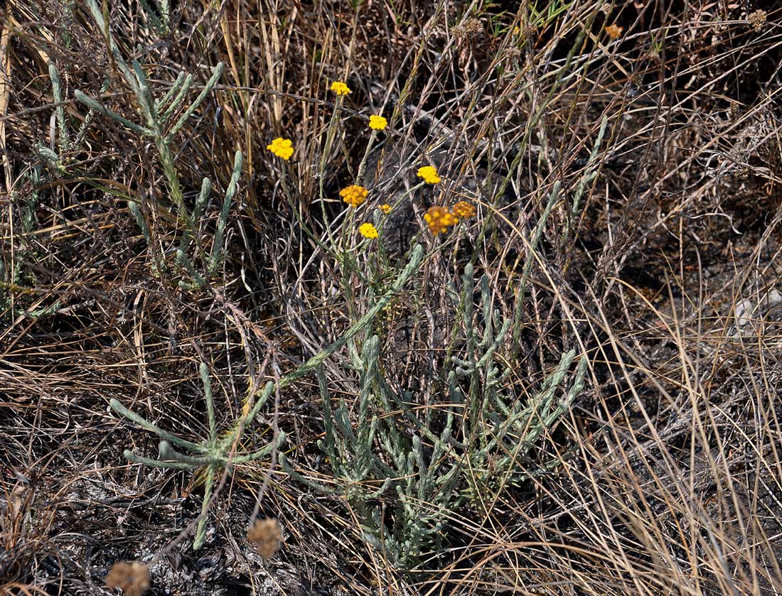 Helichrysum moorei