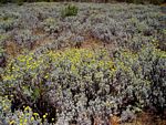 Helichrysum splendidum