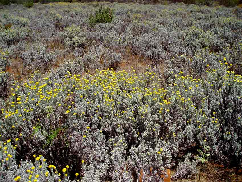 Helichrysum splendidum