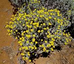 Helichrysum splendidum