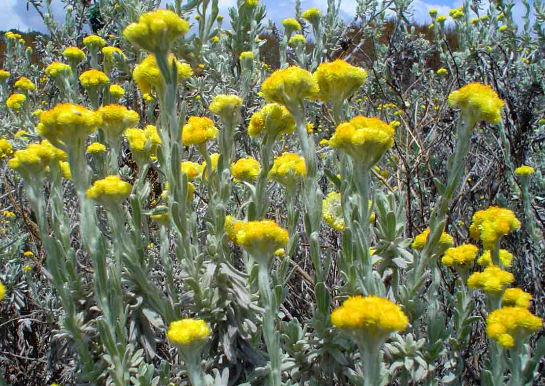 Helichrysum splendidum