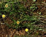 Helichrysum sulfureofuscum