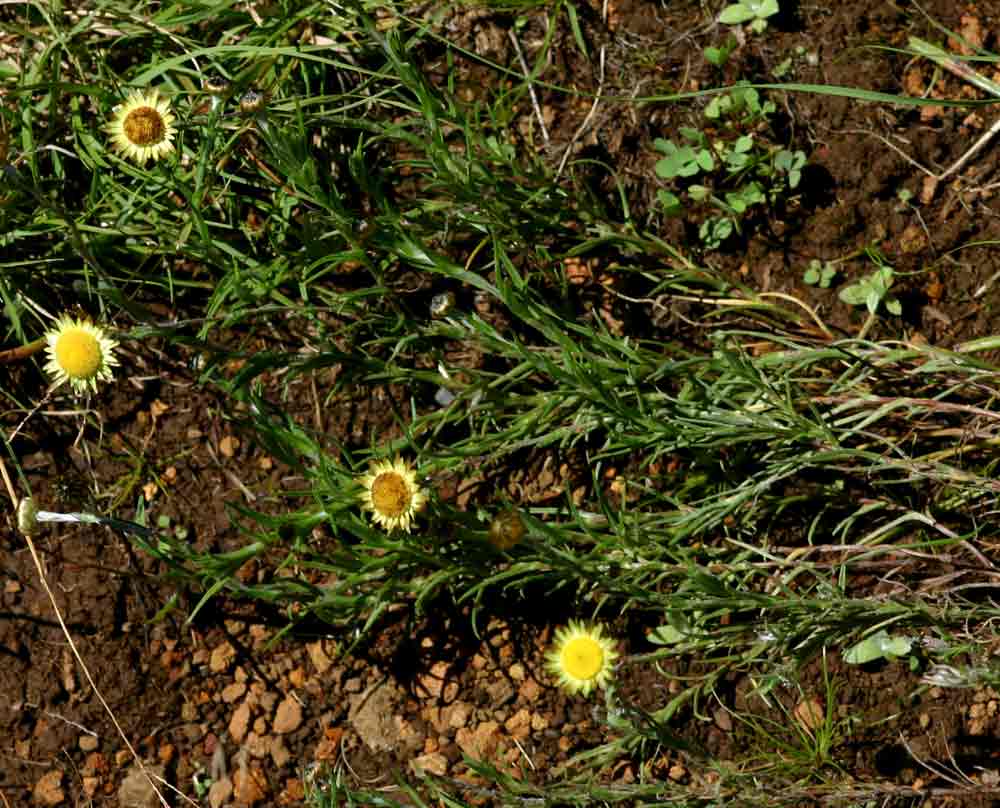Helichrysum sulfureofuscum