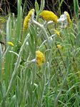 Helichrysum umbraculigerum