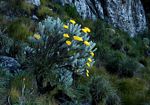 Helichrysum africanum