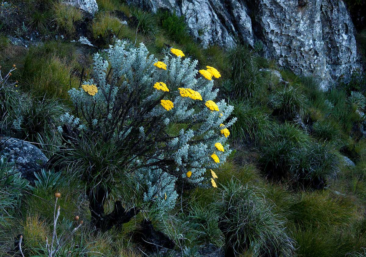 Helichrysum africanum
