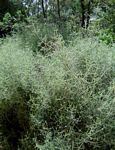Stoebe vulgaris