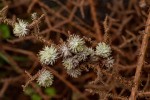 Stoebe vulgaris