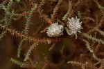 Stoebe vulgaris