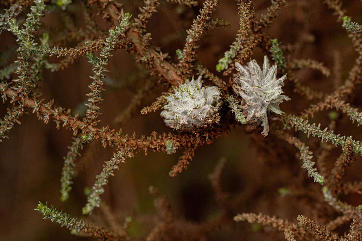 Stoebe vulgaris