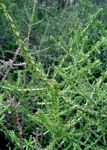 Stoebe vulgaris