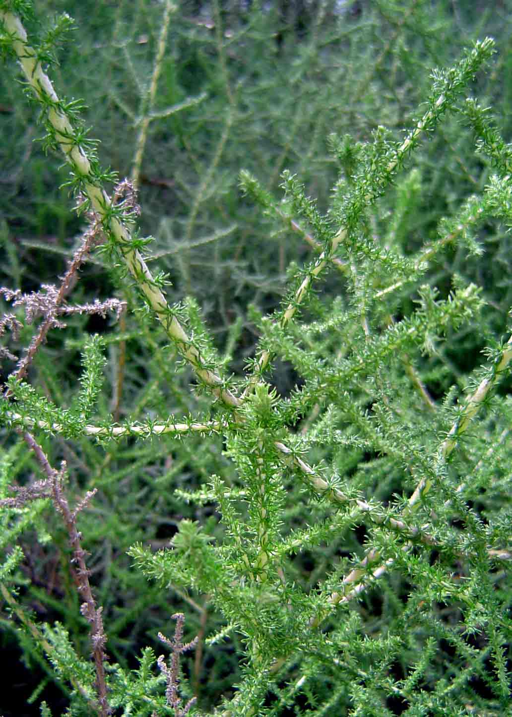 Stoebe vulgaris