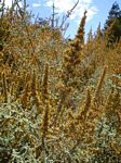 Stoebe vulgaris