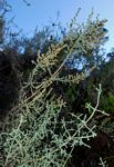 Stoebe vulgaris