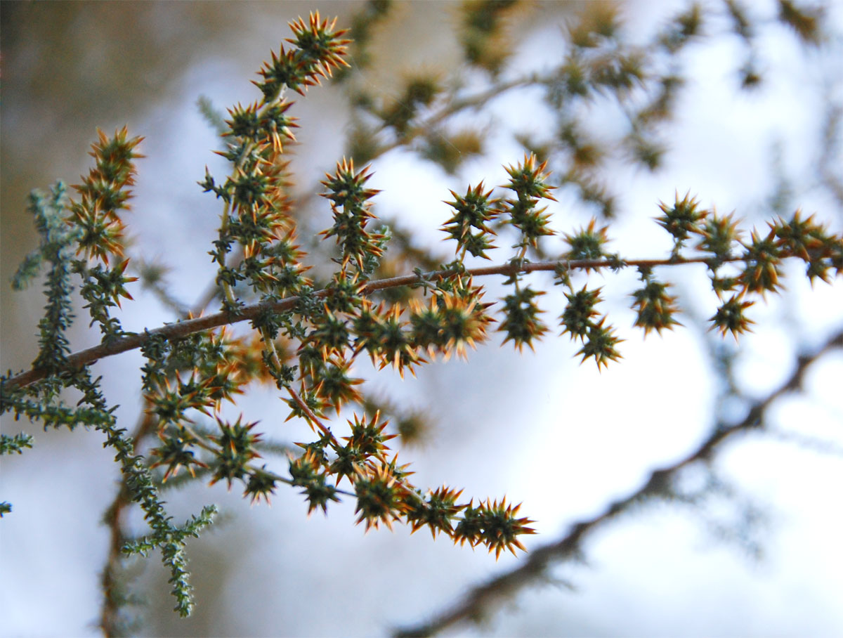 Stoebe vulgaris