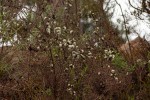 Stoebe vulgaris