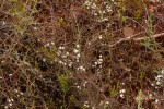 Stoebe vulgaris